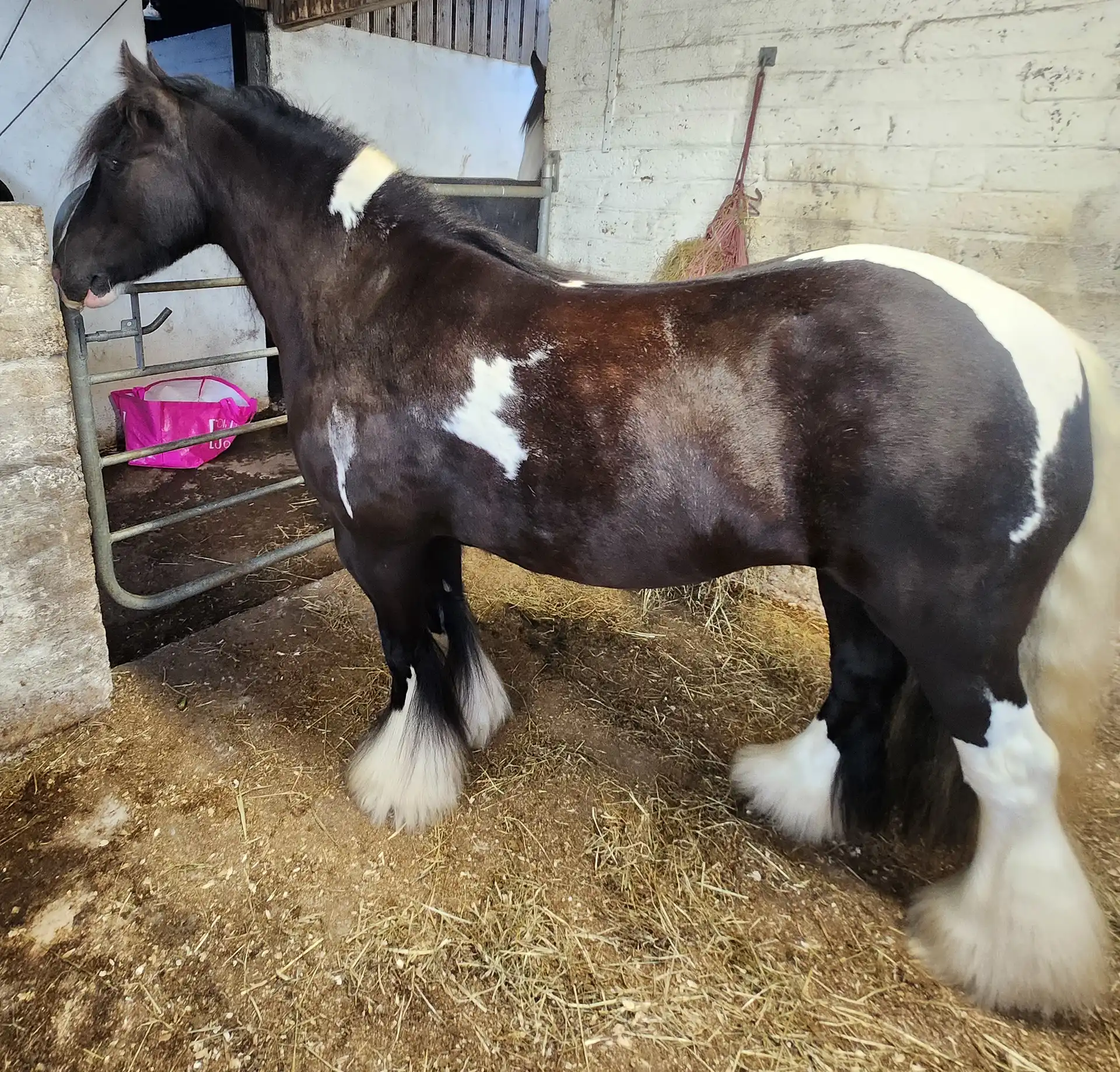 Highfield Tootie, left side