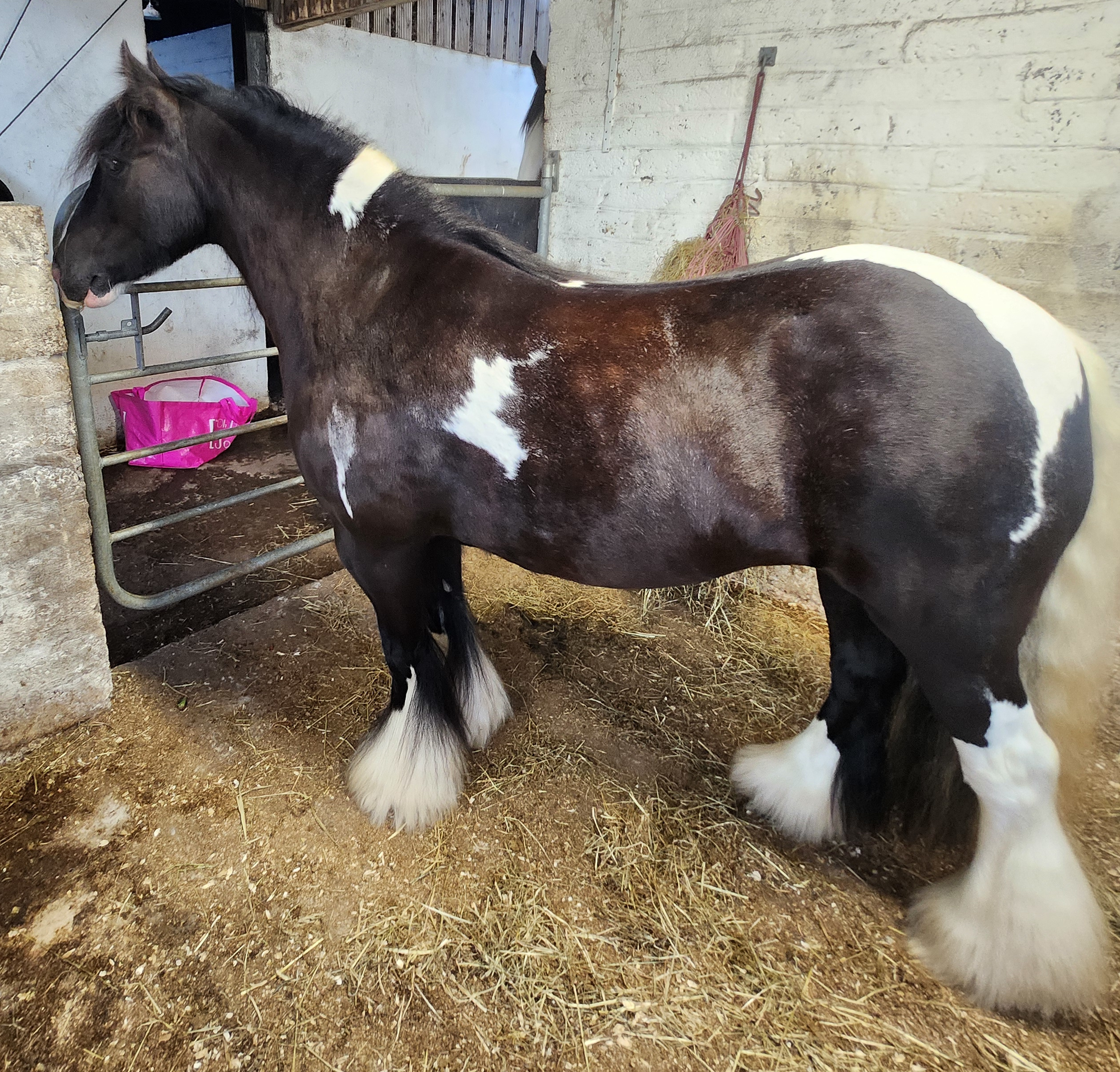 Highfield Tootie - Media (Unknown)