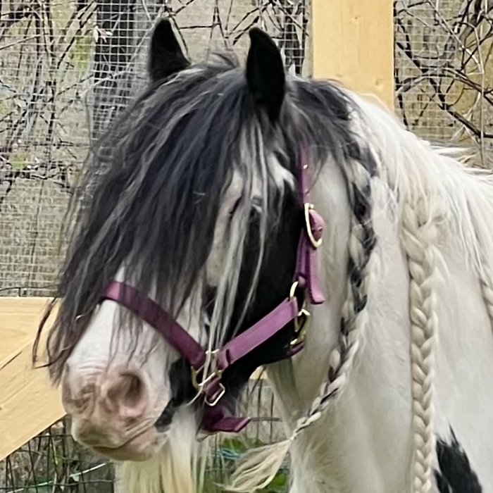 Roxanne - Media (Unknown)