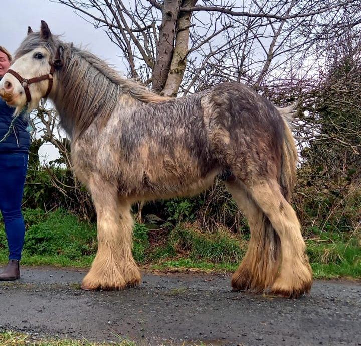 Blue - Media (Unknown)