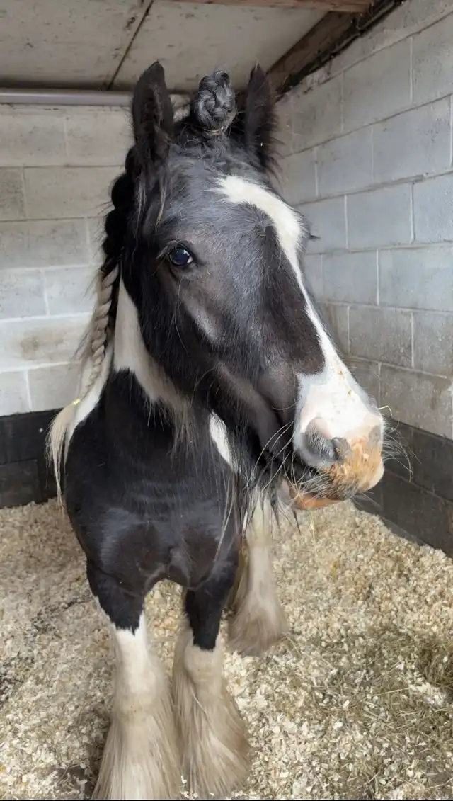 Blackthorn Romeo - Media (Unknown)