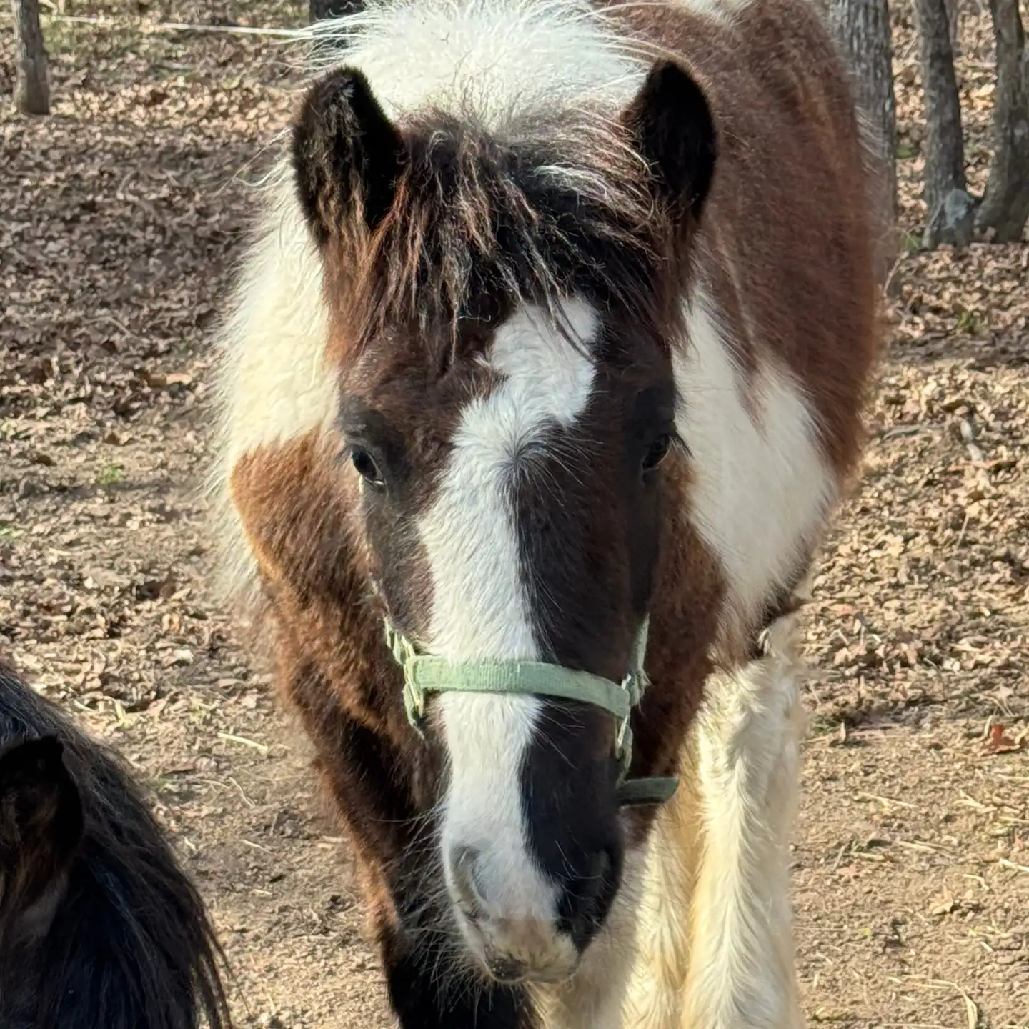 BR Tilly’s Lil Rusty Moonshine - Media (Unknown)