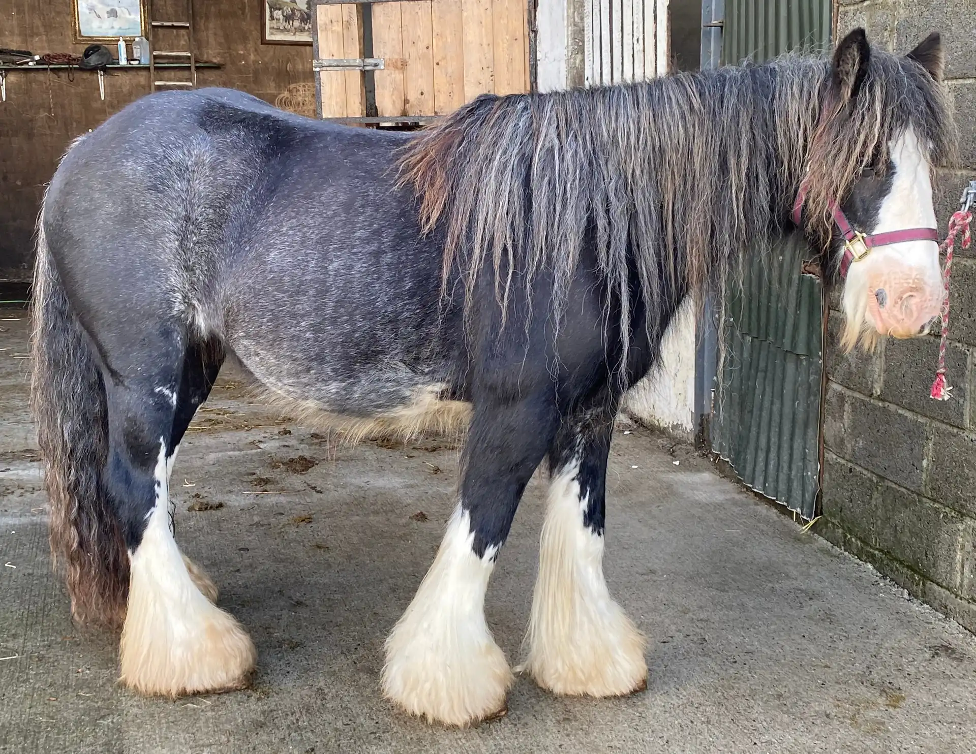 Pickles - Media (Unknown)