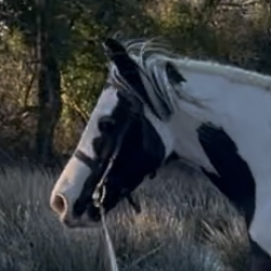 Moonlight Surprise - Media (Unknown)