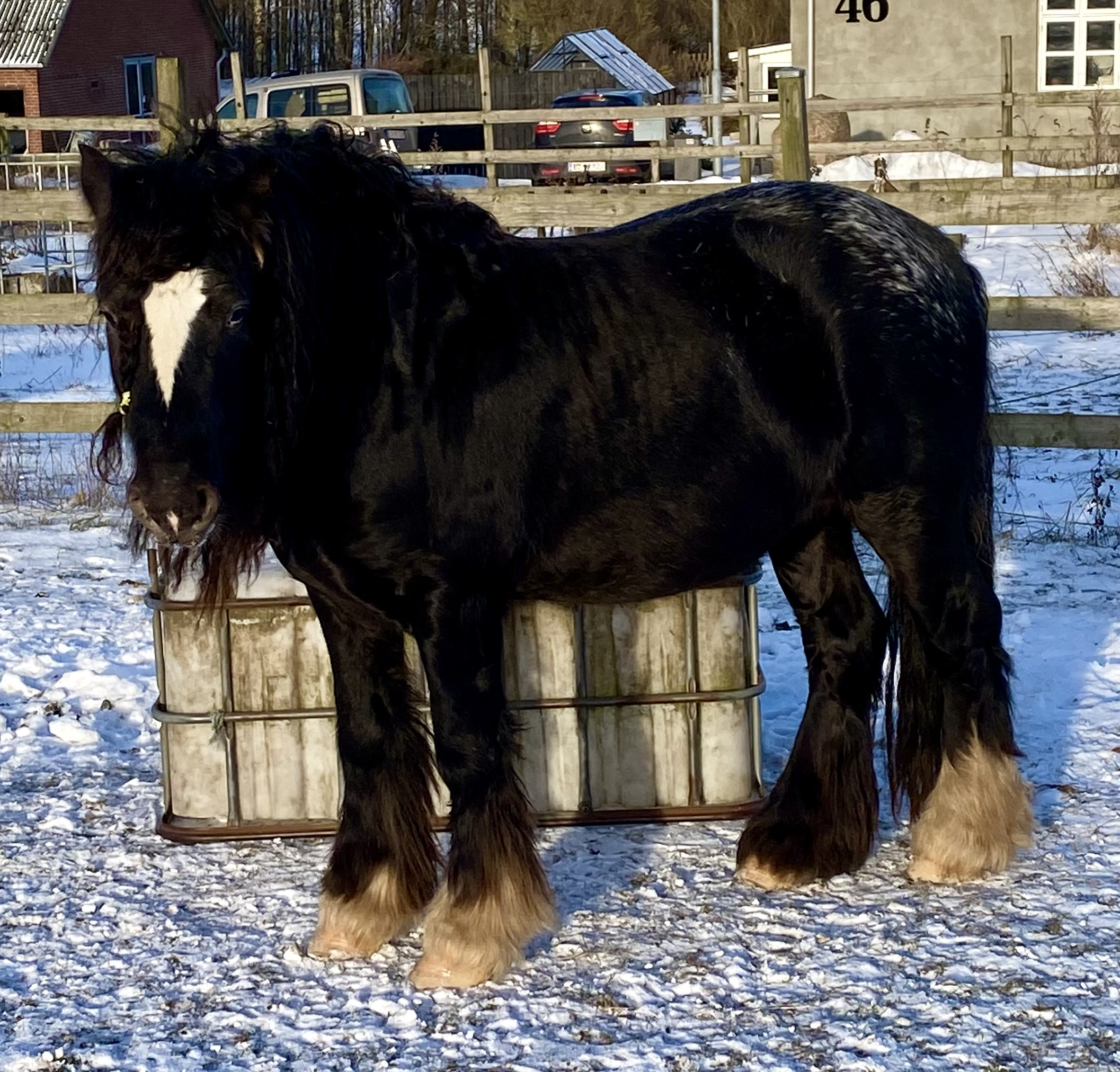 Vines Roll The Dice - Media (Unknown)