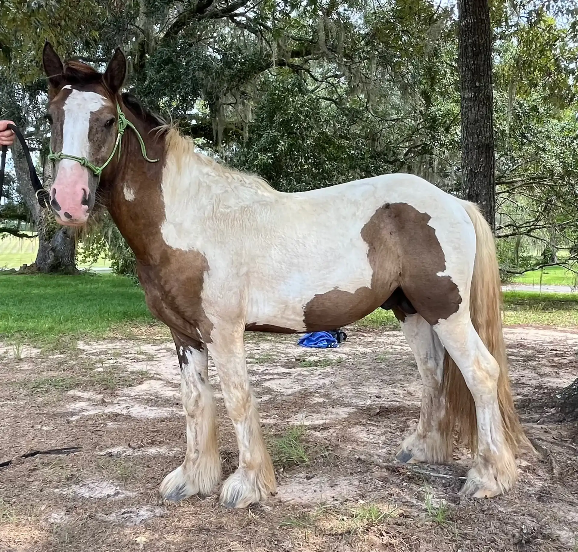 Mm Sir Southern Sam-I-Am - Media (Unknown)