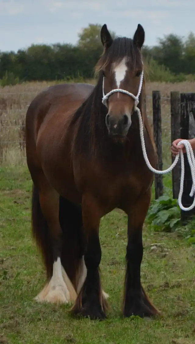 SD Toffee Meringue - Media (Unknown)