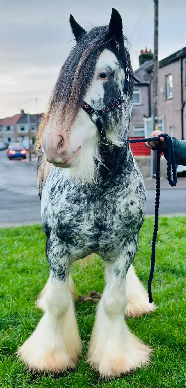 DEVINECOBS Devine’s Big Blue - Media (Unknown)