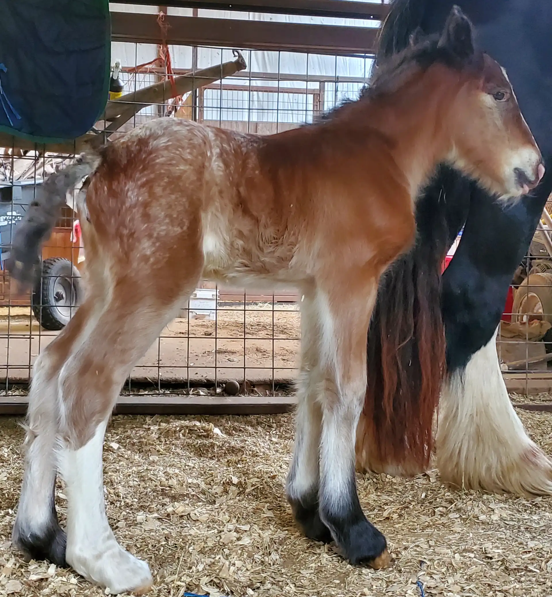 RsF Welcome to the Smoke Show - Media (Unknown)