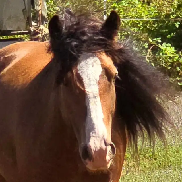 AR's Baelfyre - Media (Unknown)