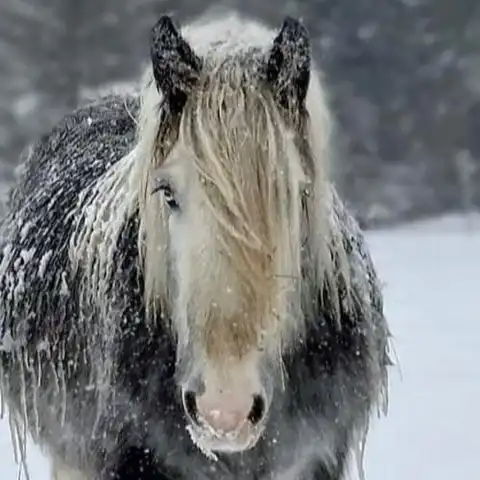 PSR She's a Lady - Media (Unknown)