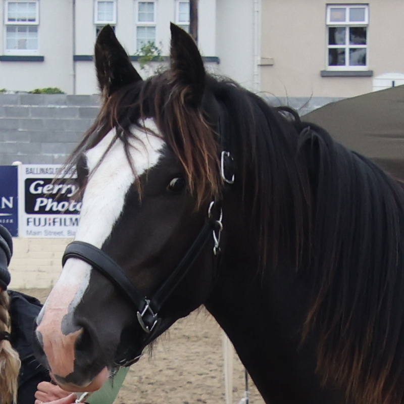 Rodney - Media (Unknown)