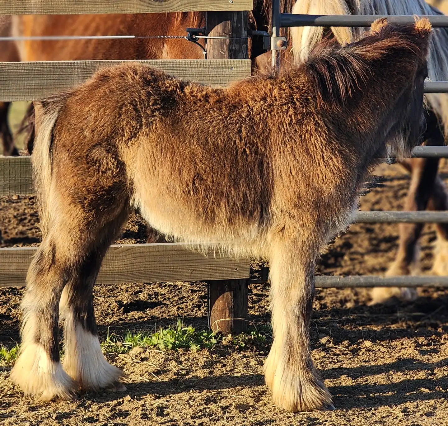 G.S. Knight's Blue Flame - Media (Unknown)