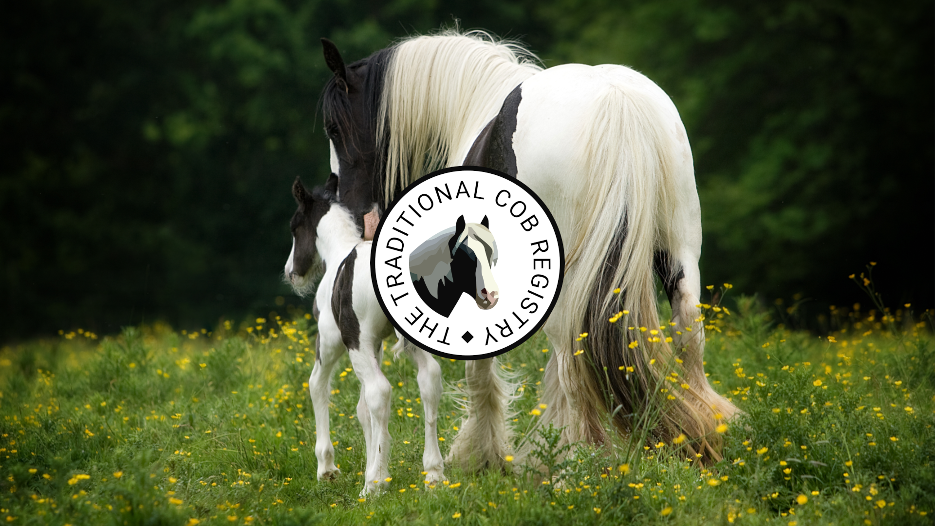 Niall Flynn - Media (416)