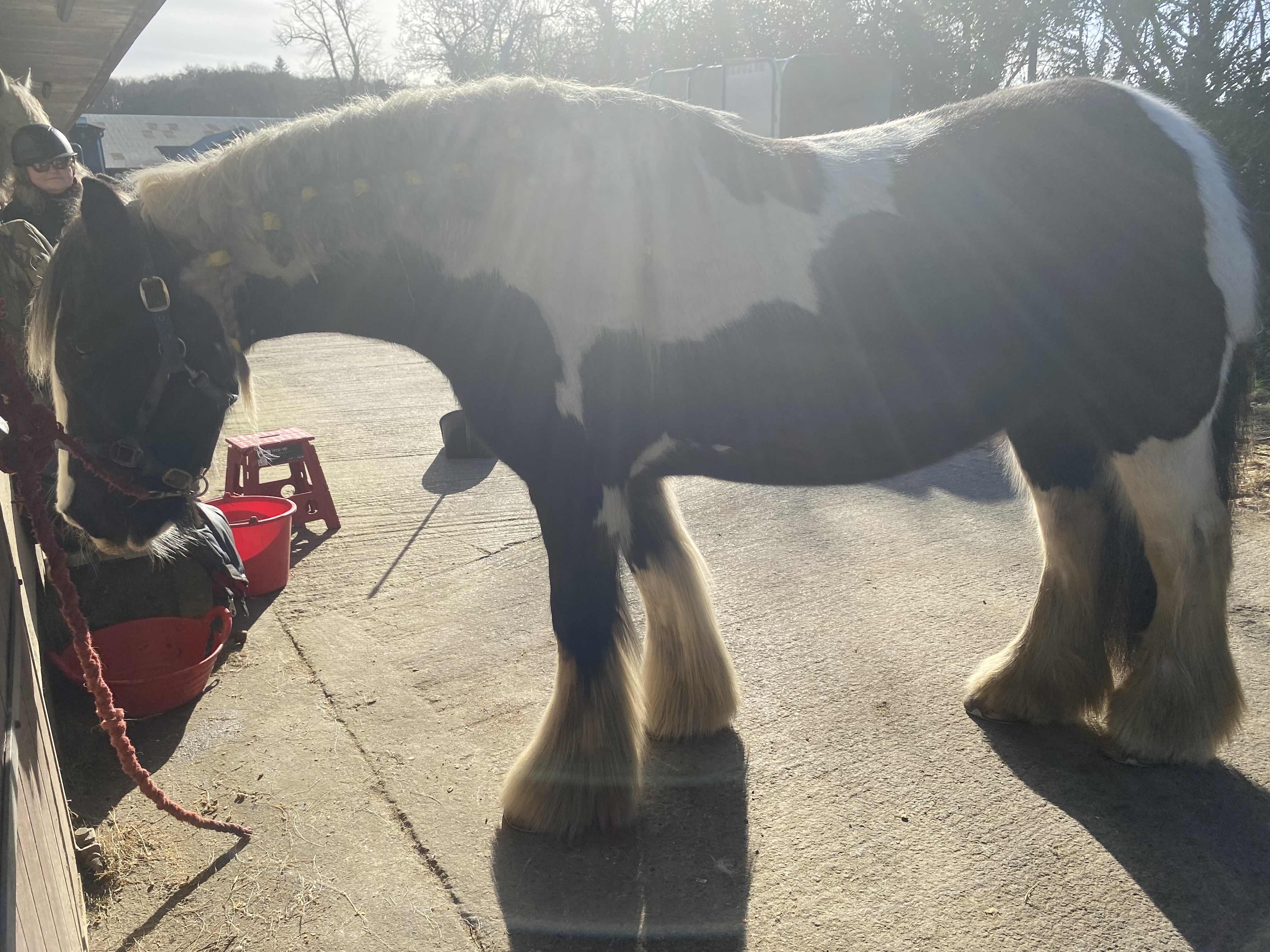 Molly Cobb - Media (Unknown)