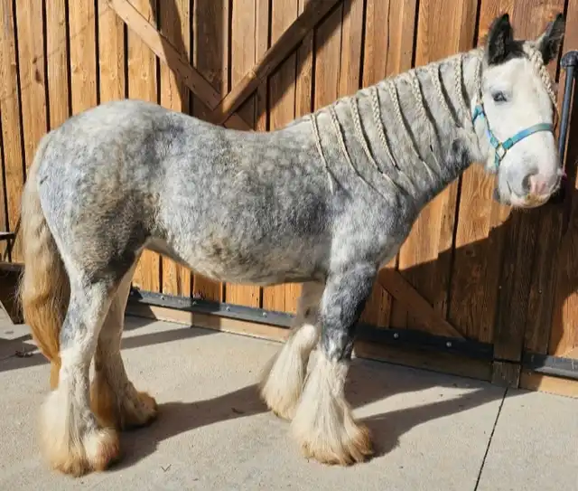 PSR She's a Lady - Media (Unknown)