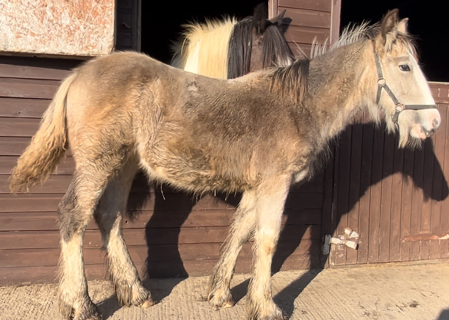 Cursey Golden Katie - Media (Unknown)