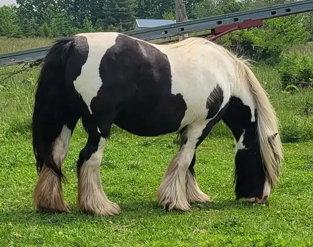 Lexlin's Brilliance - Media (Unknown)