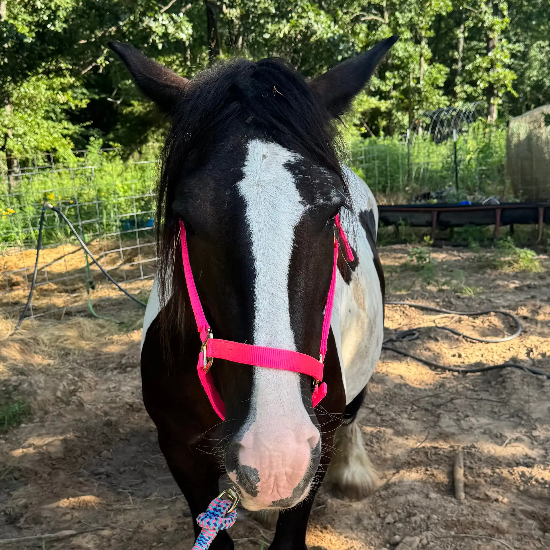 BR Tilly Tequila - Media (Unknown)