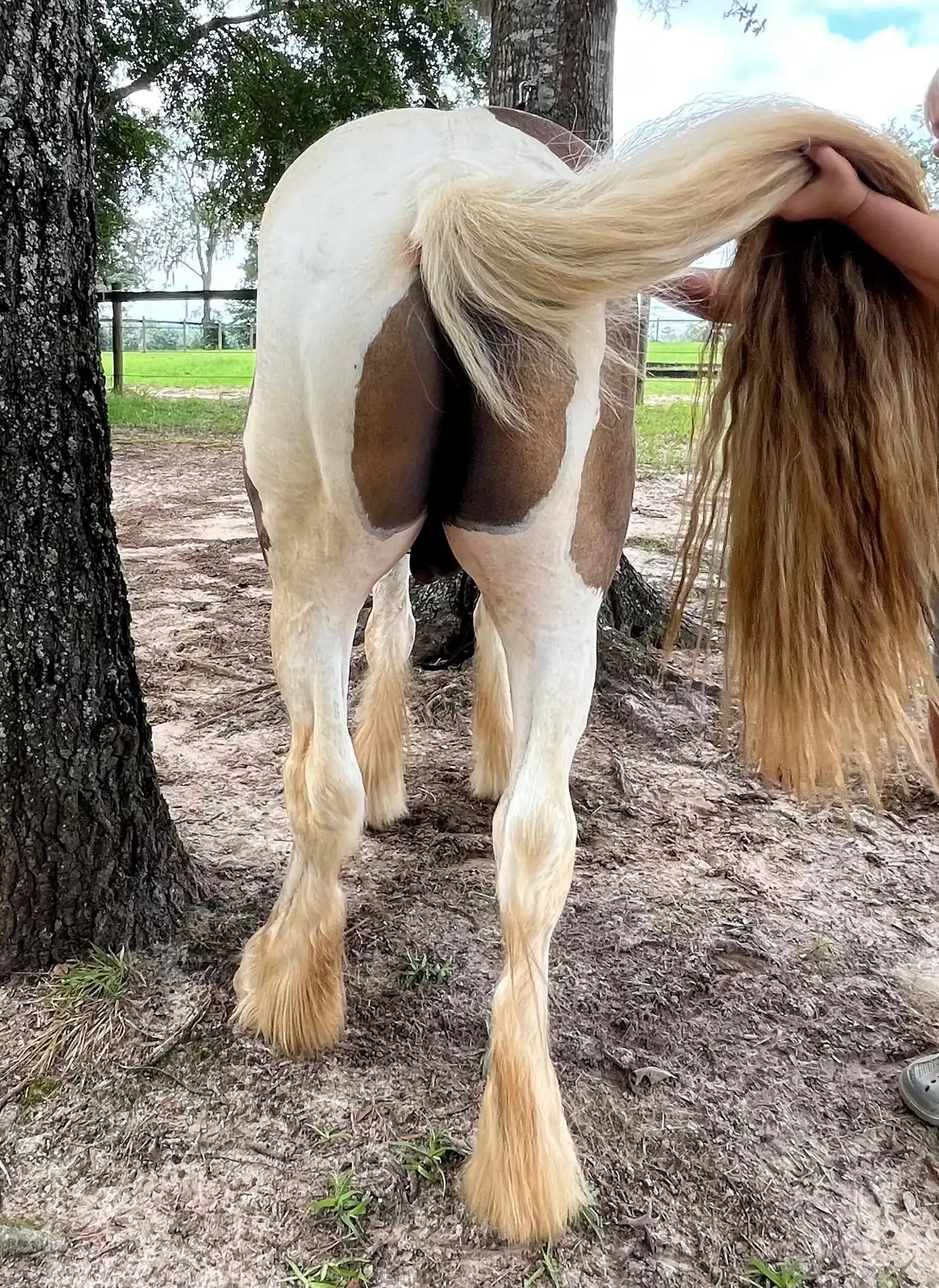 Mm Sir Southern Sam-I-Am - Media (Unknown)