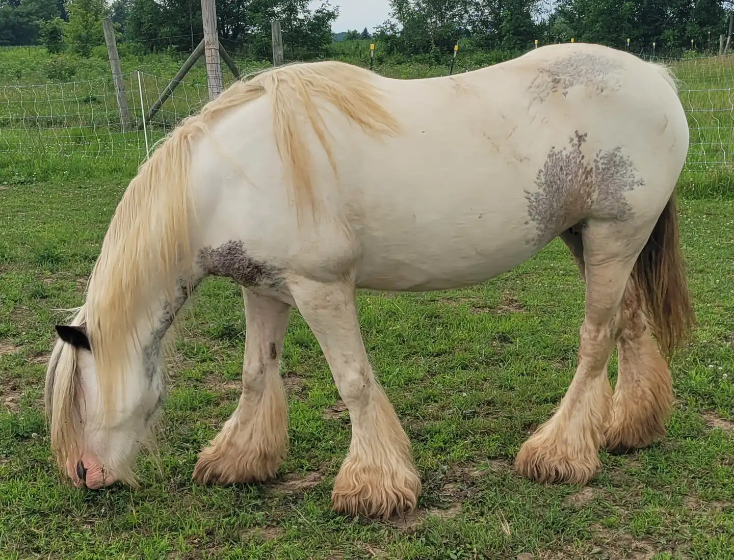 Cashmere of Lexlin - Media (Unknown)