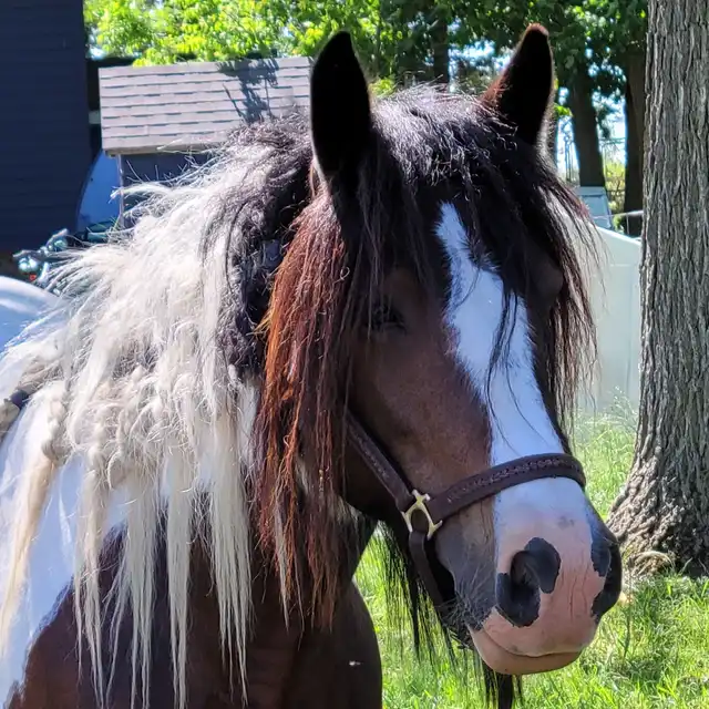 FTF Kalypso Bay Quarter Bok - Media (Unknown)