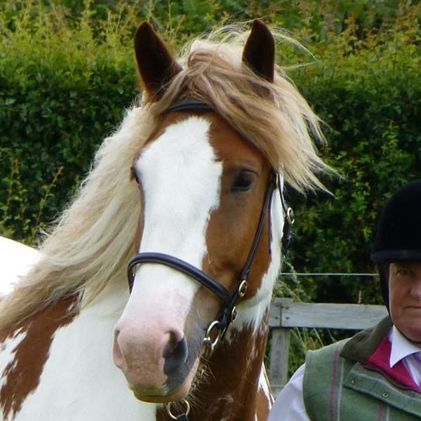 Shannonvalley Duke - Media (Unknown)