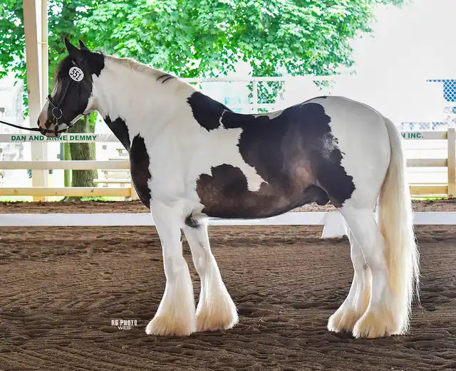 Backyard Swagger - Media (Unknown)