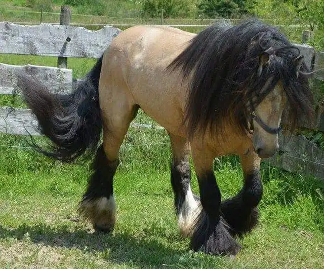 Registration Pedigree - Media (1760)