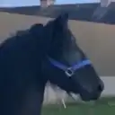 Dasher - Media (Unknown)