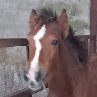 Doro Holder Vom Illerta - Media (Unknown)