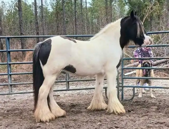 Verbal Pedigree - Media (1848)