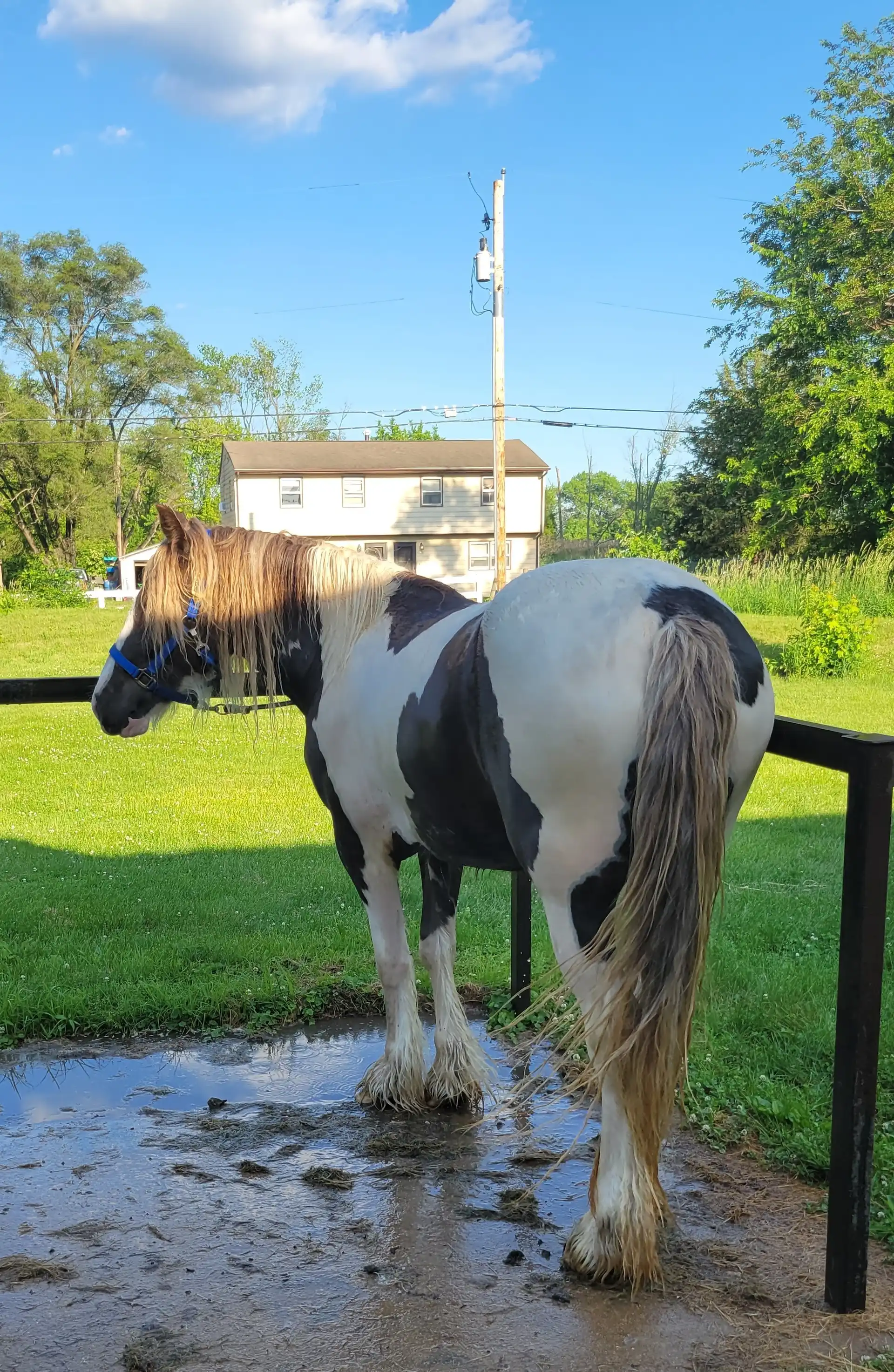 Renegades Skylark Song - Media (Unknown)