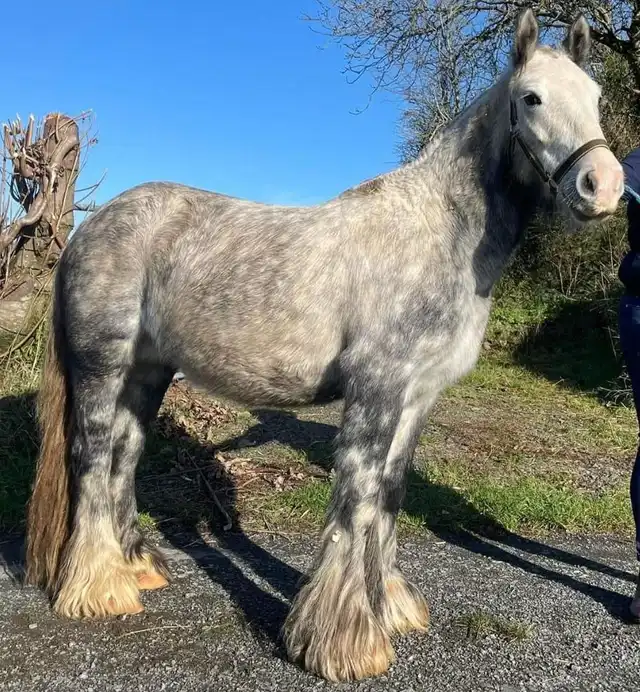 Moneyglen Maisy, right side