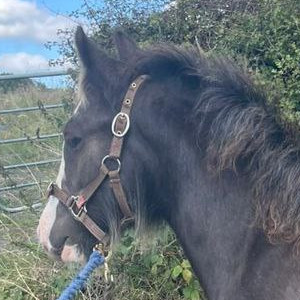 Caragh Star - Media (Unknown)