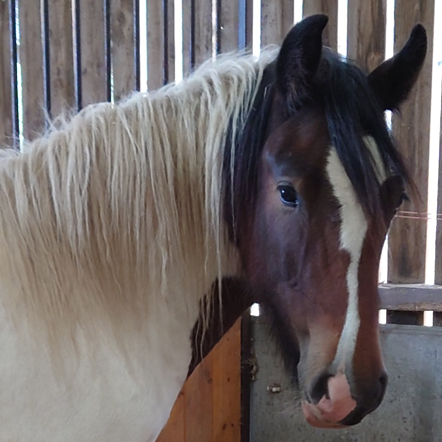 Shannonvalley Bramble - Media (Unknown)