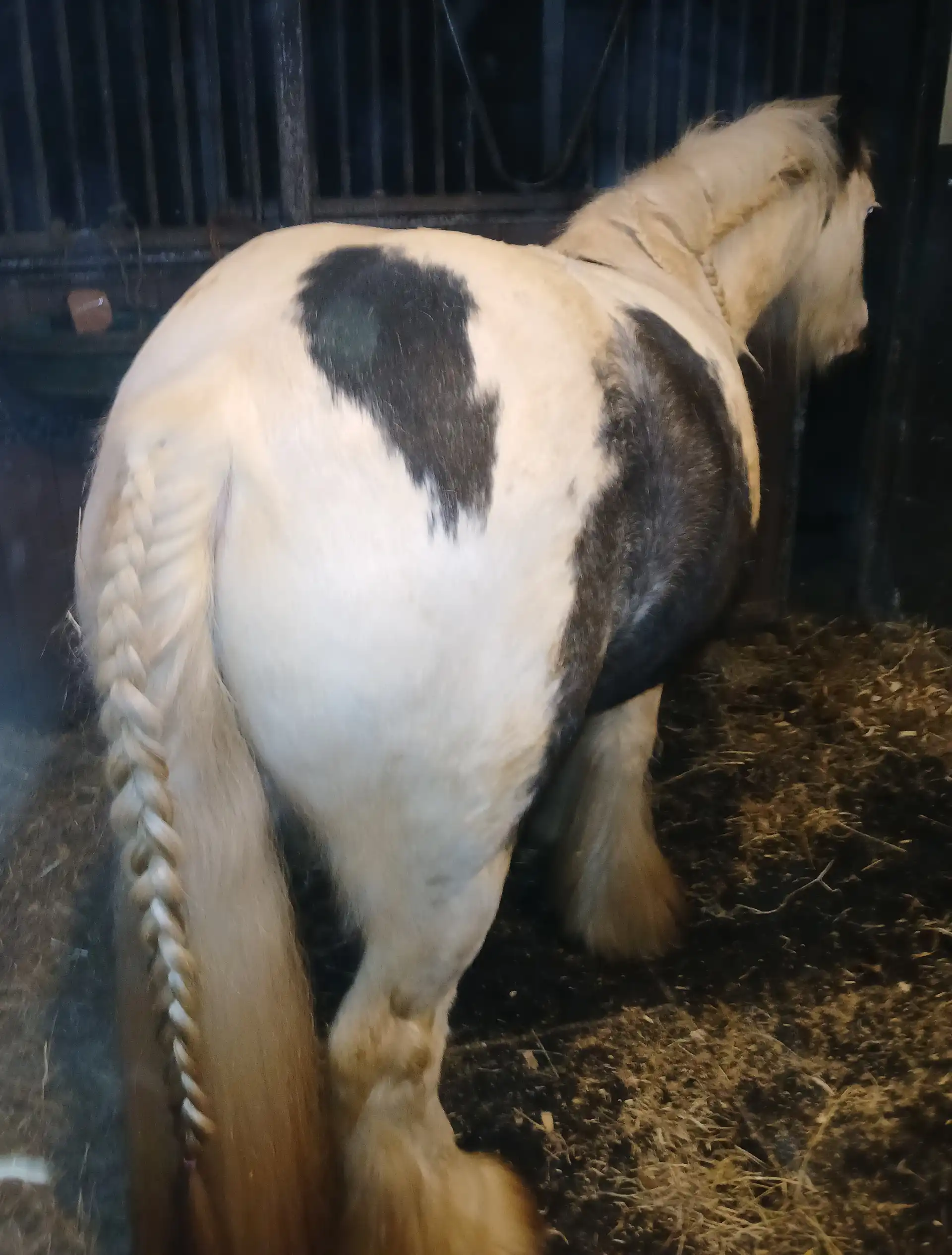 Lakeview Pandora - Media (Unknown)