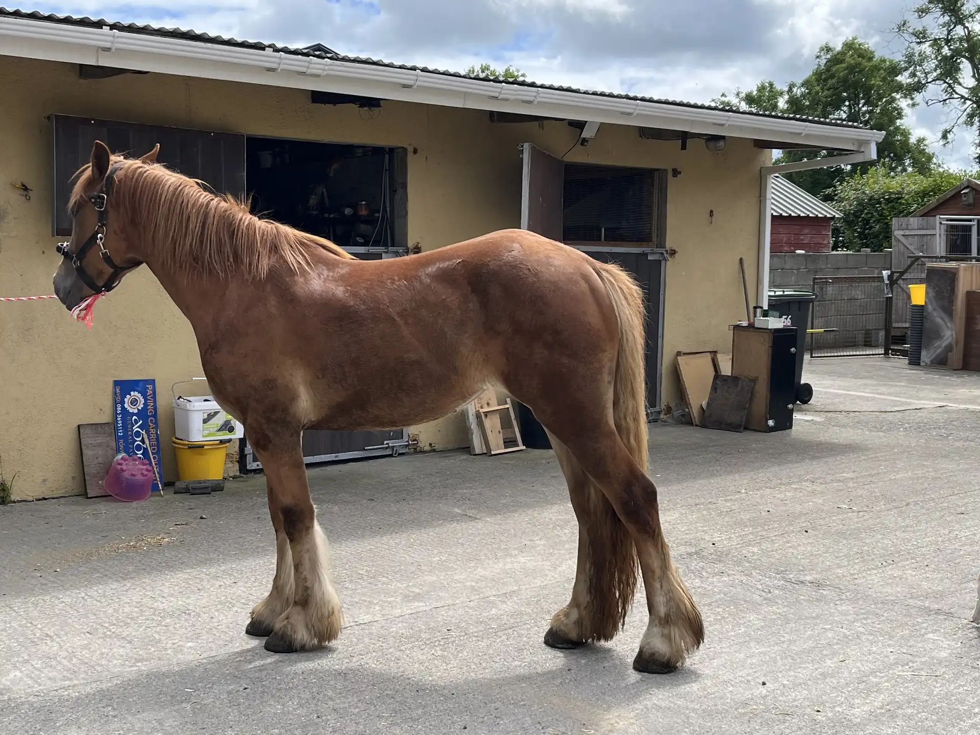 Ruby - Media (Unknown)