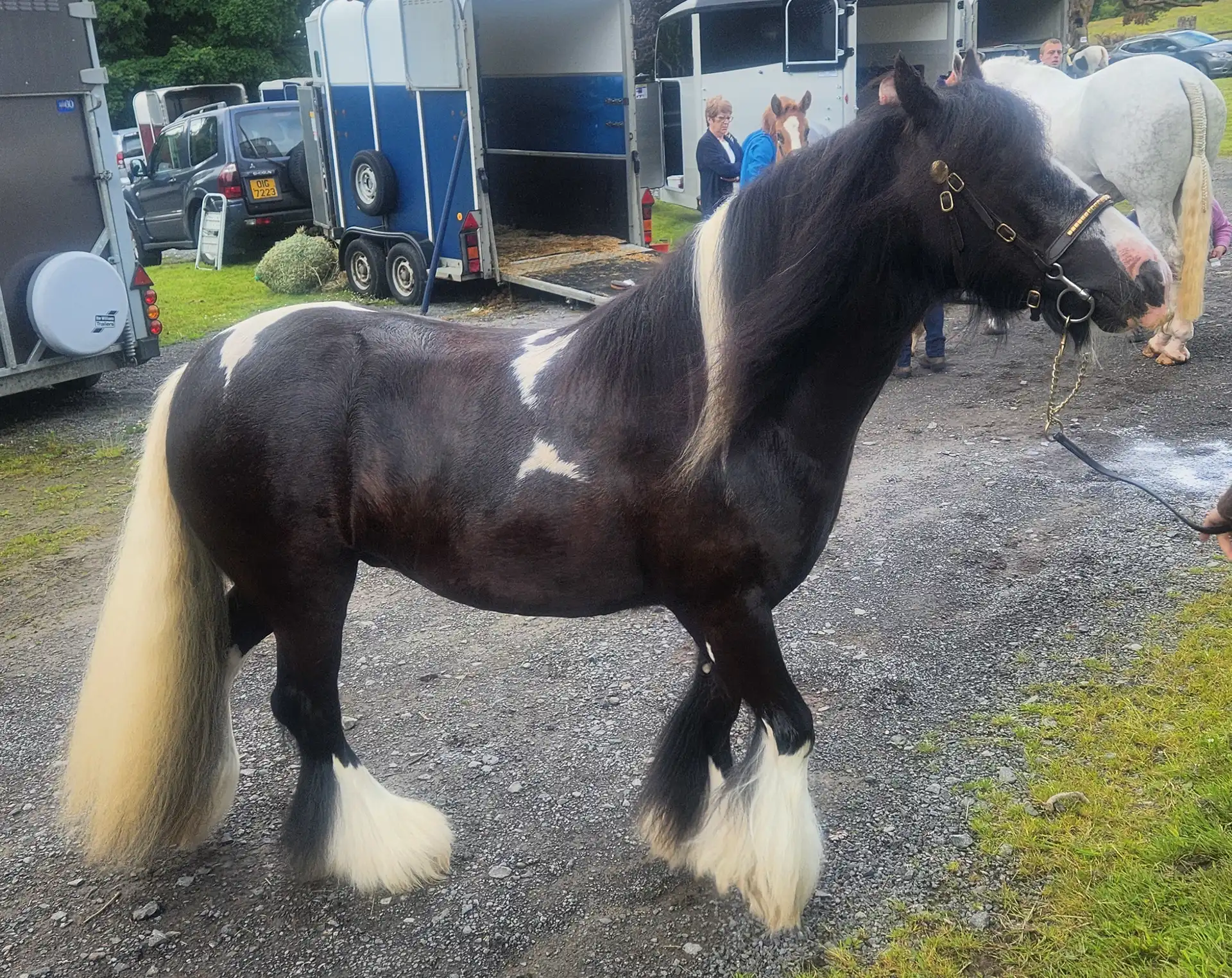 Highfield Tootie - Media (Unknown)