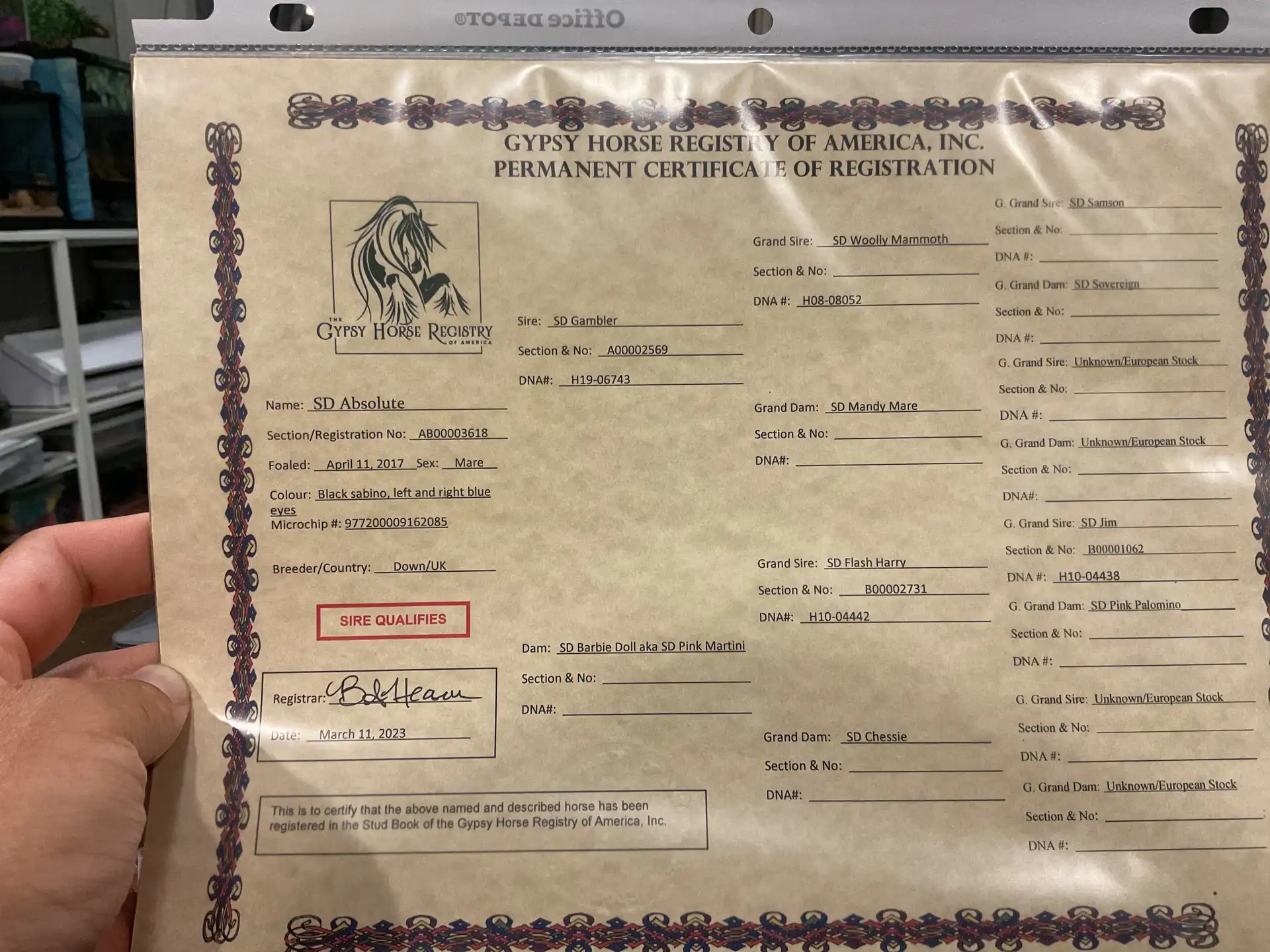Registration Pedigree - Media (1921)