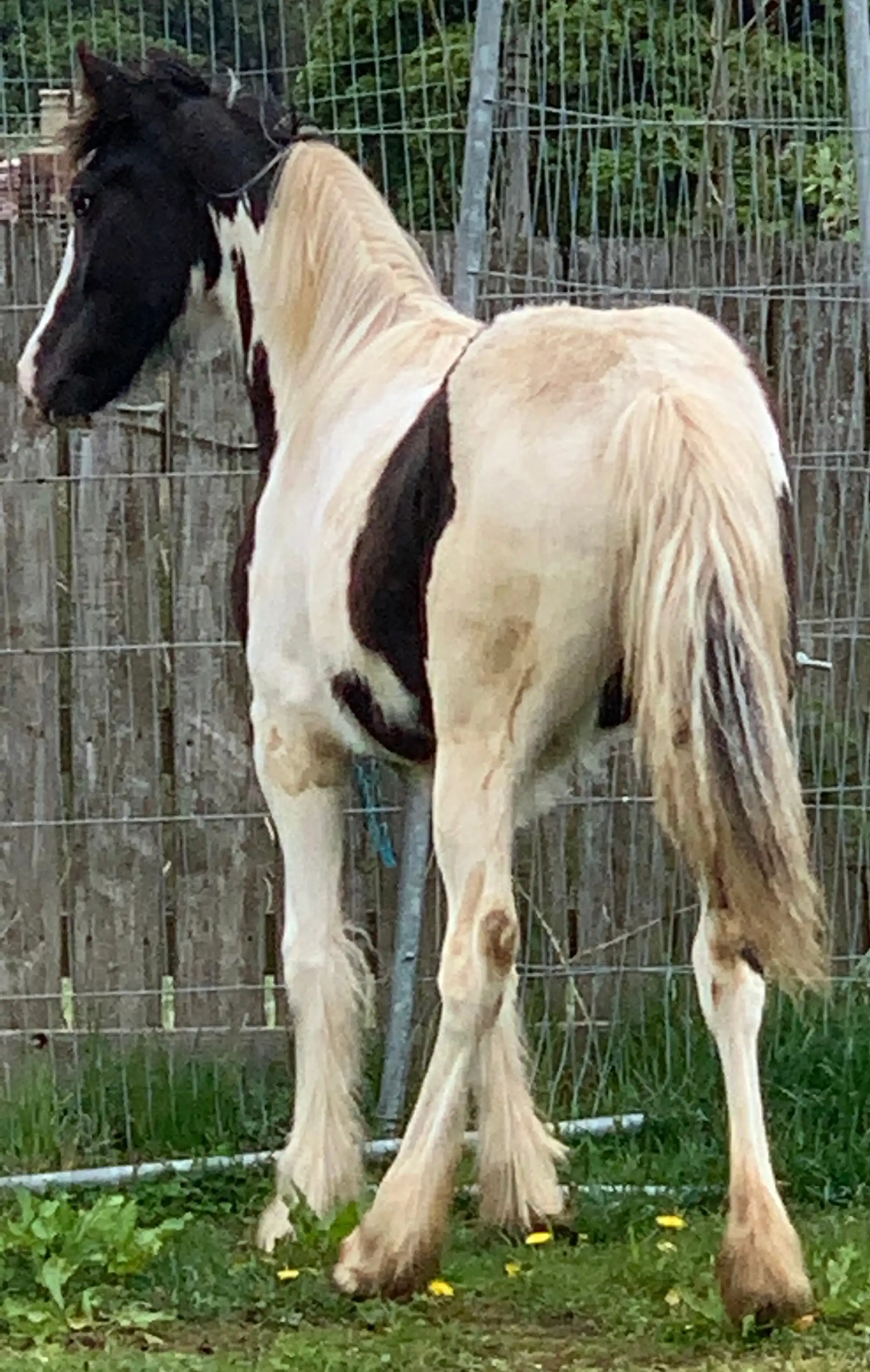 Amy’s Angel - Media (Unknown)