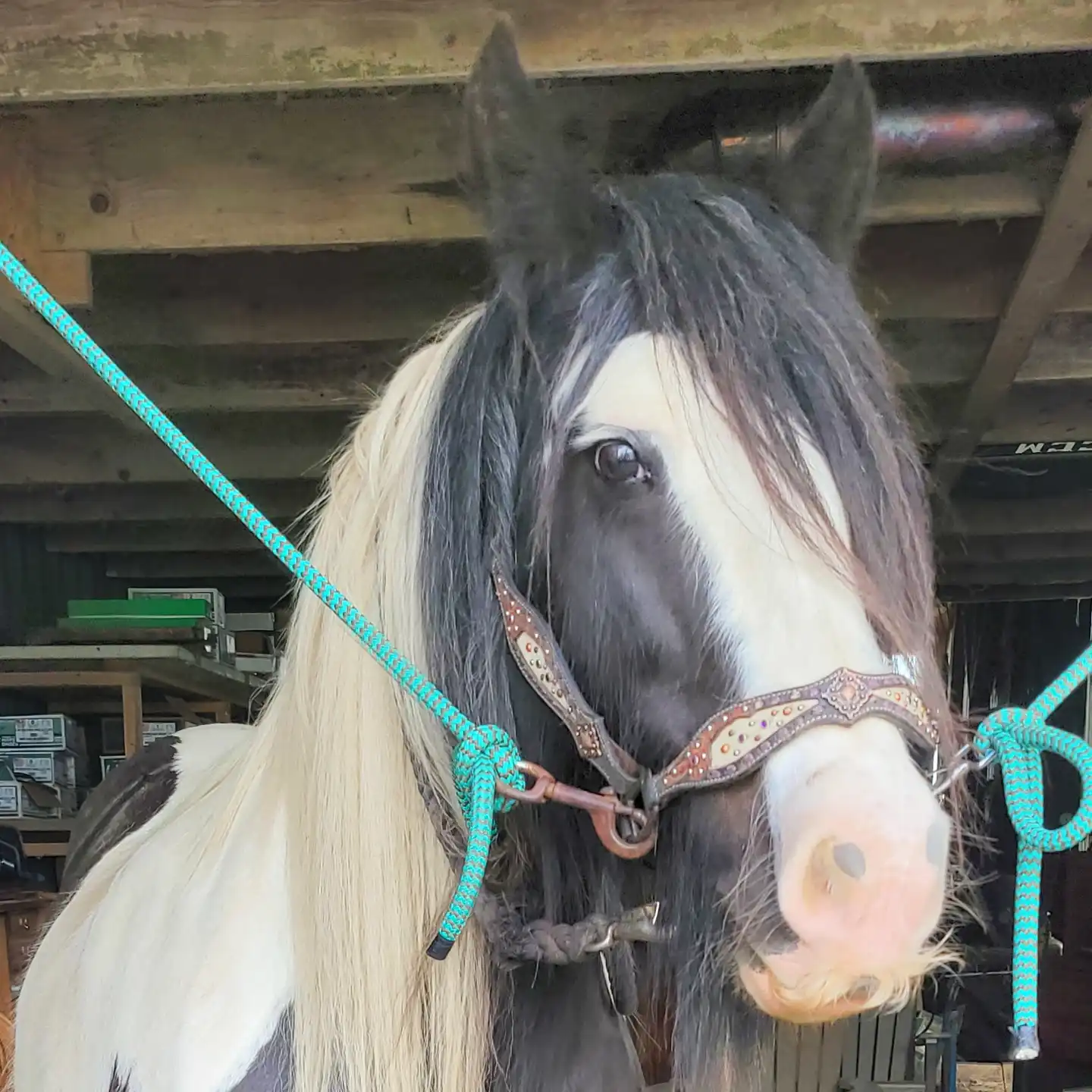 Lexlin's Brilliance - Media (Unknown)