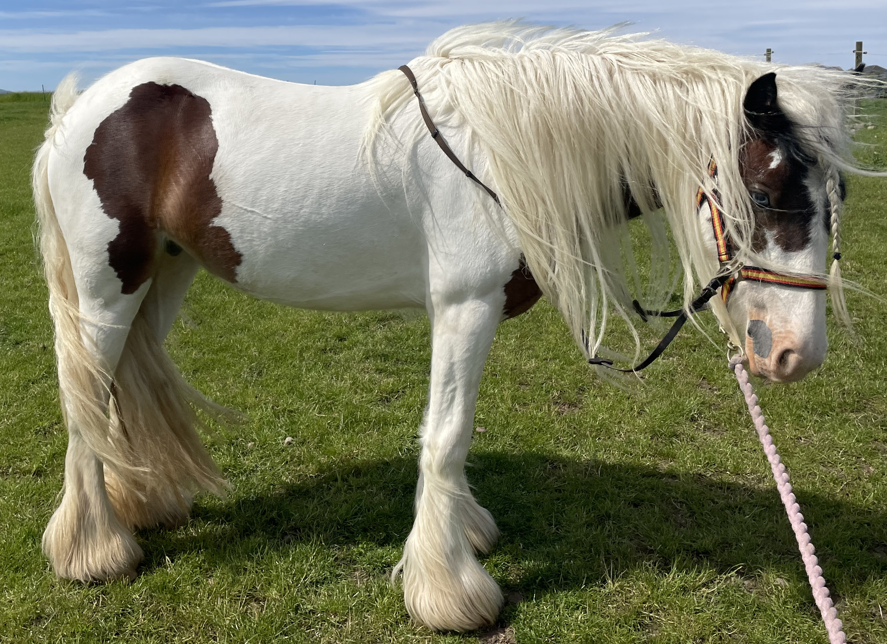 Diva by Blood Dakota - Media (Unknown)