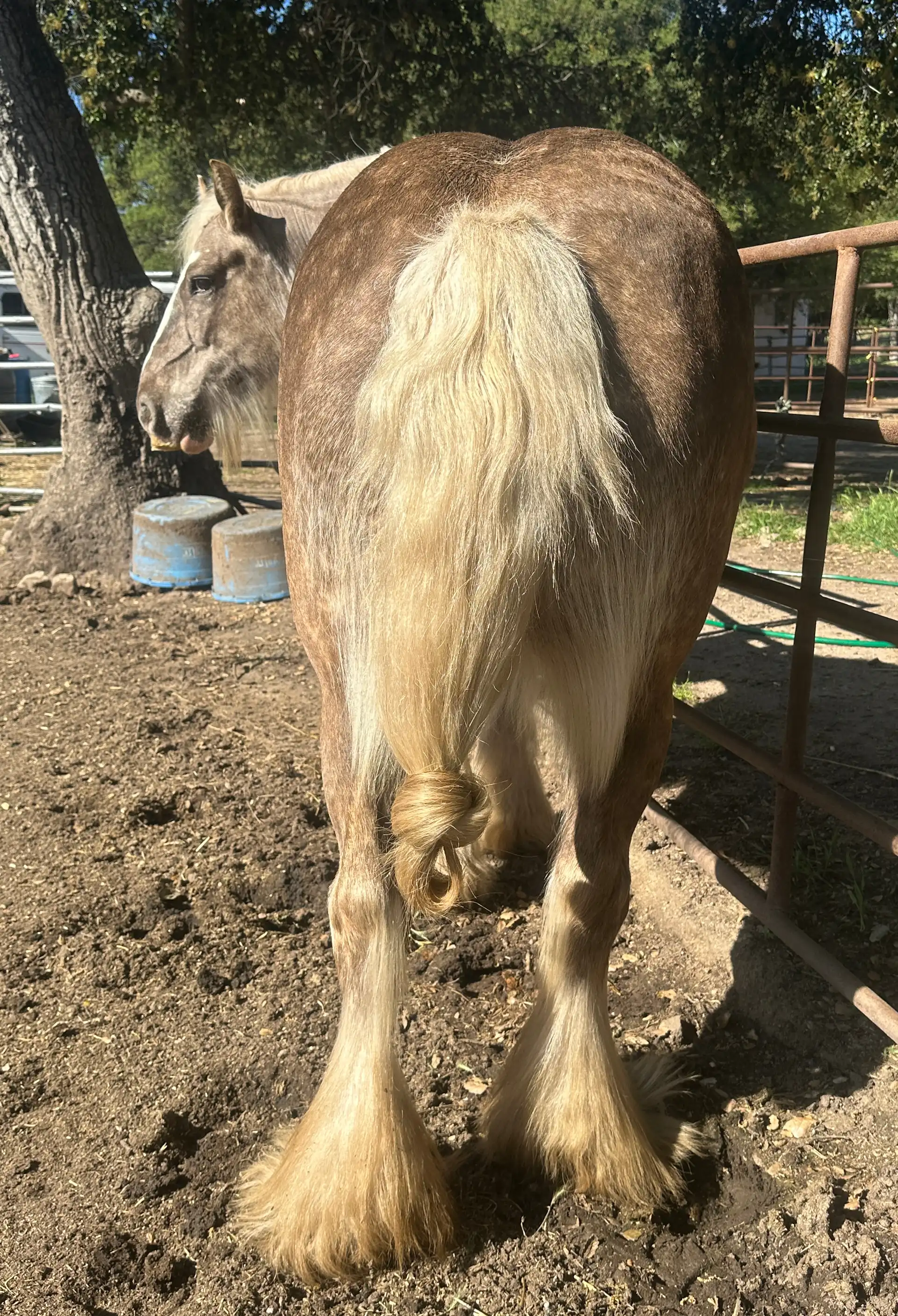 Elora Danan of Mysticroserealms - Media (Unknown)