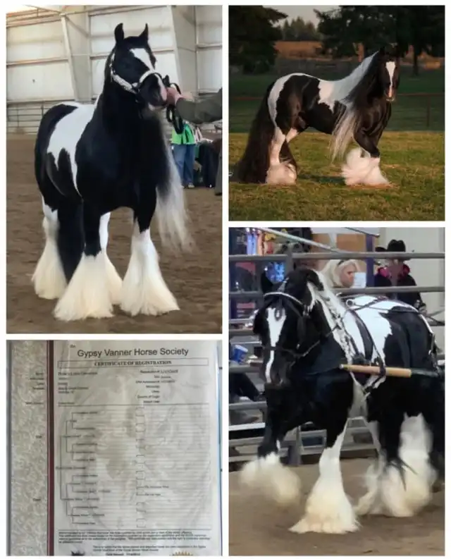 Verbal Pedigree - Media (1895)