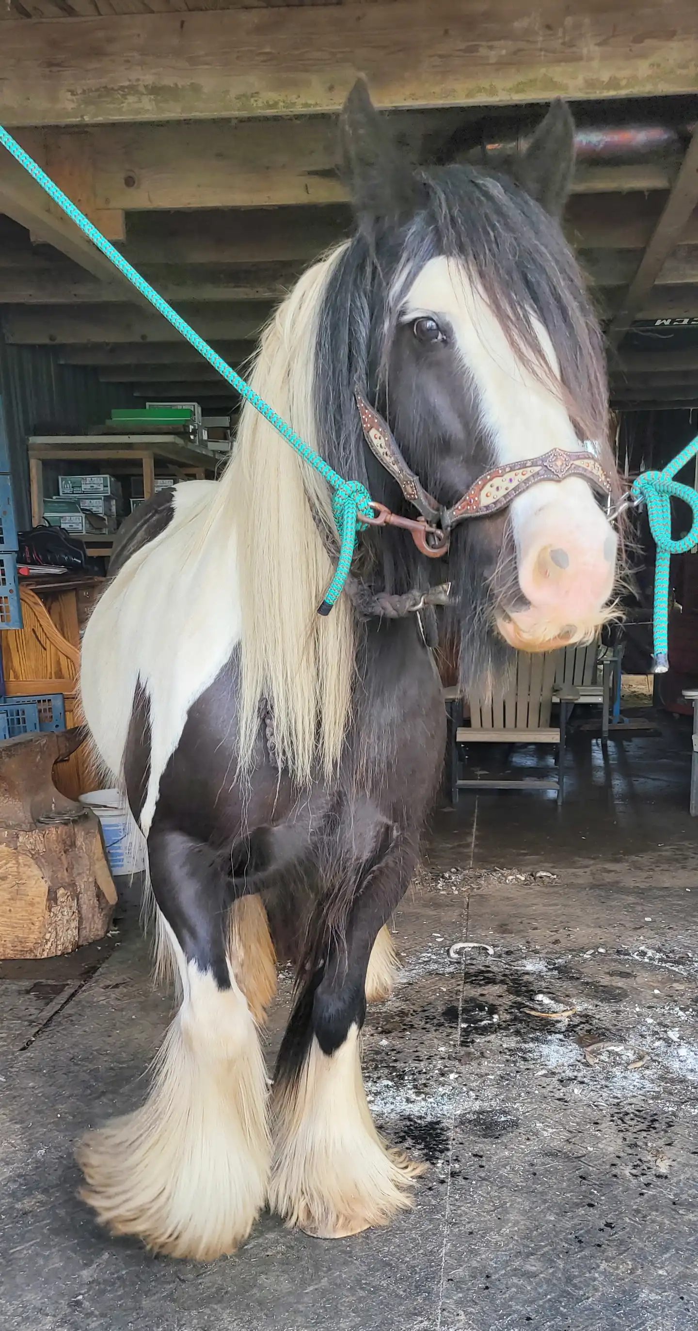 Lexlin's Brilliance - Media (Unknown)