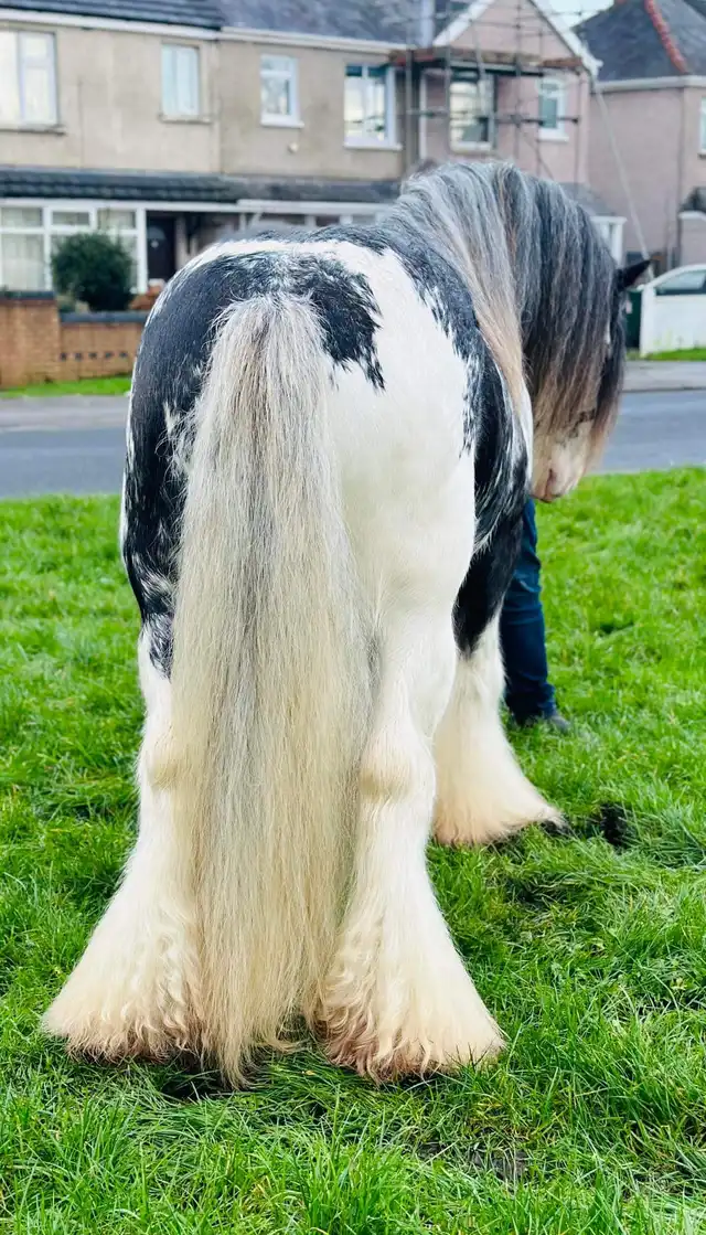 DEVINECOBS Devine’s Big Blue - Media (Unknown)