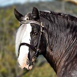 Surrey Springs Tiashan - Media (Unknown)