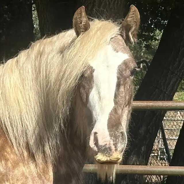 Elora Danan of Mysticroserealms - Media (Unknown)