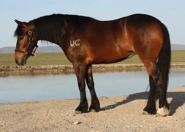 Lila Elowen - Media (Unknown)